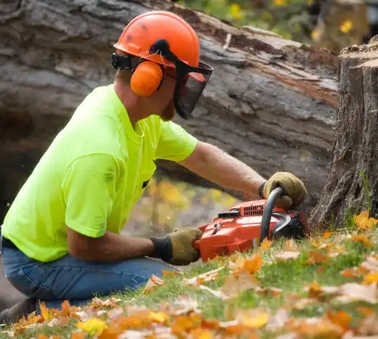 tree services Ventura